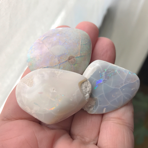 Opalized Shell