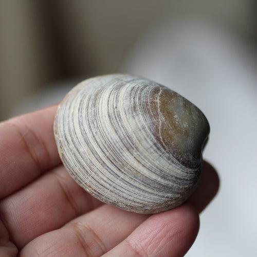 Clam Shell Fossil - Song of Stones