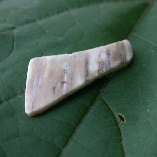 Ancient Mammoth Tusk Ivory - Song of Stones